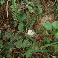 Mimosa pudica L.